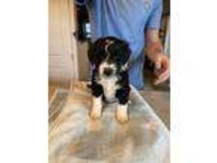 Mutt Puppy for sale in Maysville, KY, USA