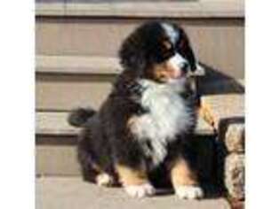 Bernese Mountain Dog Puppy for sale in Wellman, IA, USA