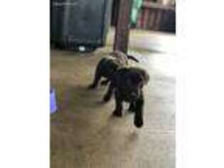 Labrador Retriever Puppy for sale in Cut Off, LA, USA