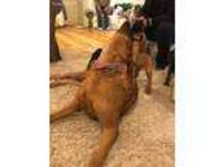 Bloodhound Puppy for sale in Monroe, WA, USA