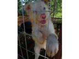 Border Collie Puppy for sale in Bastrop, TX, USA