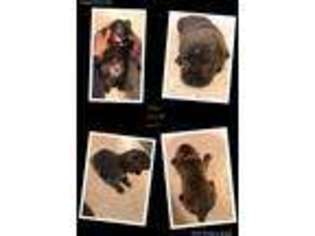Cane Corso Puppy for sale in Wanette, OK, USA