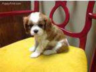 Cavalier King Charles Spaniel Puppy for sale in New Hampton, IA, USA