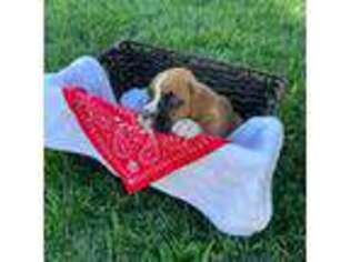 Boxer Puppy for sale in Middlebury, IN, USA