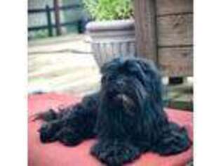 Black Russian Terrier Puppy for sale in Chattanooga, TN, USA