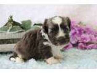 Havanese Puppy for sale in Kirksville, MO, USA