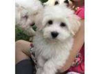 Havanese Puppy for sale in Hillside, NJ, USA