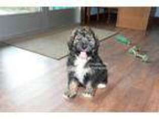 Mutt Puppy for sale in Ligonier, IN, USA