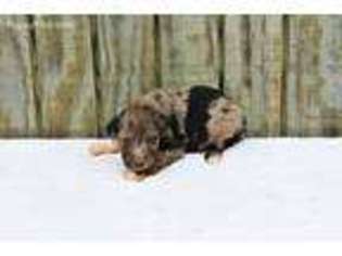 Mutt Puppy for sale in North Vernon, IN, USA