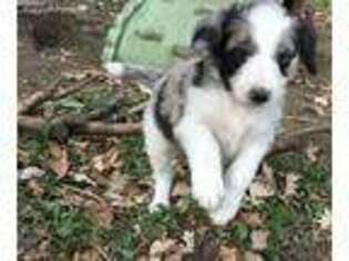 Border Collie Puppy for sale in Dodgeville, WI, USA