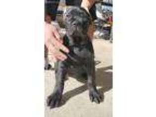 Cane Corso Puppy for sale in Wildomar, CA, USA