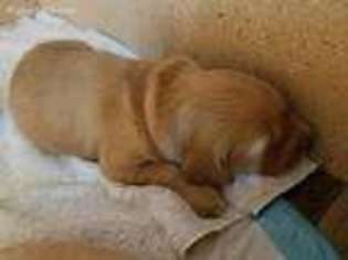 Golden Retriever Puppy for sale in Redmond, WA, USA