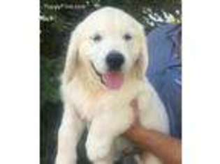Mutt Puppy for sale in Brownsburg, IN, USA
