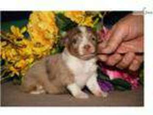 Miniature Australian Shepherd Puppy for sale in Harrisburg, PA, USA