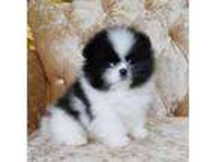 Pomeranian Puppy for sale in Highland, CA, USA