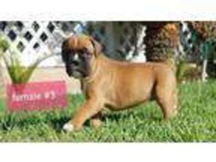 Boxer Puppy for sale in Mira Loma, CA, USA