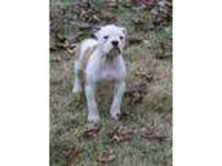 American Bulldog Puppy for sale in Cambridge, OH, USA