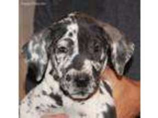 Great Dane Puppy for sale in Wellsburg, WV, USA