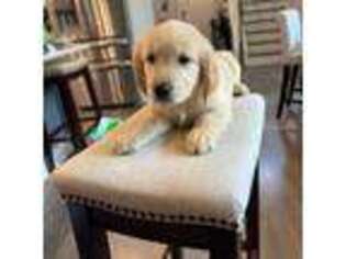 Golden Retriever Puppy for sale in Summerville, SC, USA
