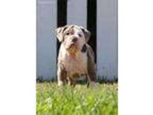 Olde English Bulldogge Puppy for sale in La Mirada, CA, USA