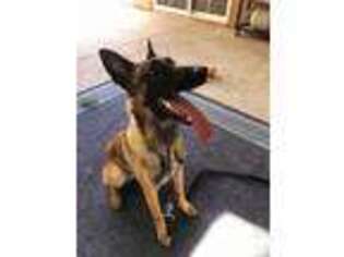 Belgian Malinois Puppy for sale in Mission Viejo, CA, USA
