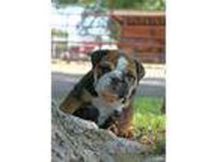 Bulldog Puppy for sale in Burley, ID, USA