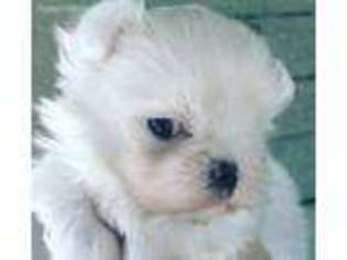 Maltese Puppy for sale in Mobile, AL, USA