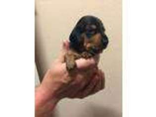 Dachshund Puppy for sale in Bixby, OK, USA