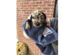 Labradoodle Puppy for sale in Marshfield, MO, USA