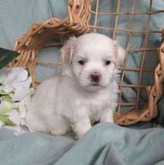 Mutt Puppy for sale in Le Mars, IA, USA