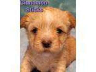 Shorkie Tzu Puppy for sale in Greens Fork, IN, USA