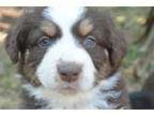 Miniature Australian Shepherd Puppy for sale in Eugene, OR, USA