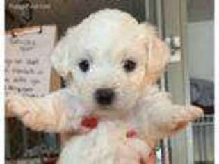 Bichon Frise Puppy for sale in Roanoke, IL, USA