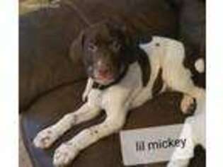 German Shorthaired Pointer Puppy for sale in Des Moines, IA, USA
