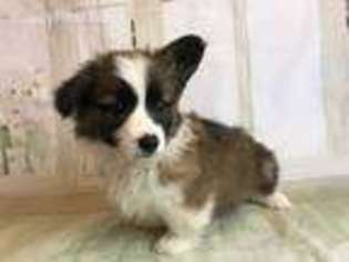 Pembroke Welsh Corgi Puppy for sale in Canton, OH, USA
