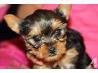 Yorkshire Terrier Puppy for sale in ROSEVILLE, CA, USA