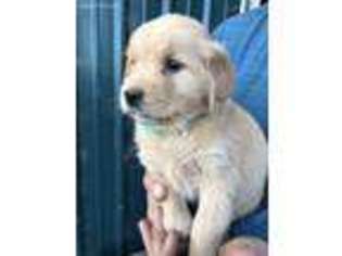 Golden Retriever Puppy for sale in Brownsville, OR, USA