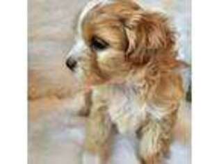 Shih-Poo Puppy for sale in Rural Retreat, VA, USA