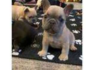 French Bulldog Puppy for sale in Holland, MI, USA
