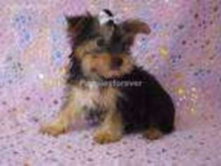 Yorkshire Terrier Puppy for sale in Brashear, TX, USA