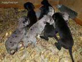 Great Dane Puppy for sale in Bardstown, KY, USA