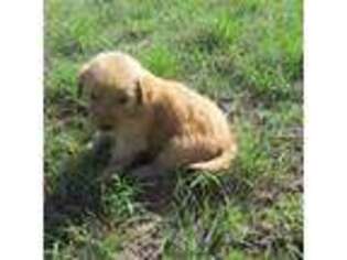 Golden Retriever Puppy for sale in White River, SD, USA