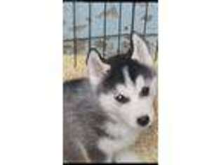 Siberian Husky Puppy for sale in Andover, MA, USA