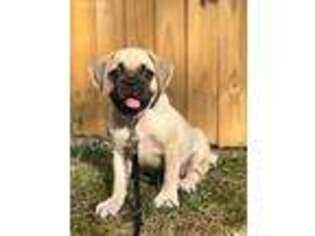 Puggle Puppy for sale in Durham, NC, USA