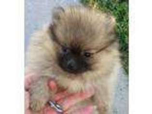 Pomeranian Puppy for sale in Richmond, UT, USA