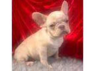 French Bulldog Puppy for sale in Fairview, UT, USA