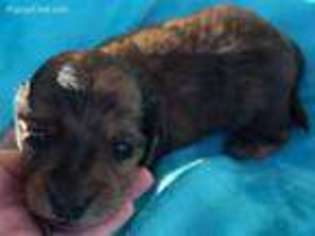 Dachshund Puppy for sale in Moberly, MO, USA