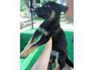 German Shepherd Dog Puppy for sale in Lyons, NE, USA