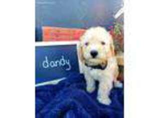 Goldendoodle Puppy for sale in Mineral Point, WI, USA