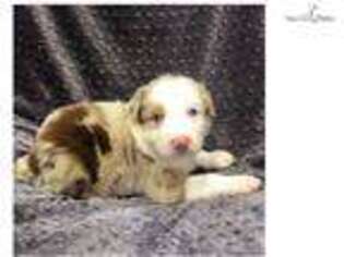 Australian Shepherd Puppy for sale in Little Rock, AR, USA